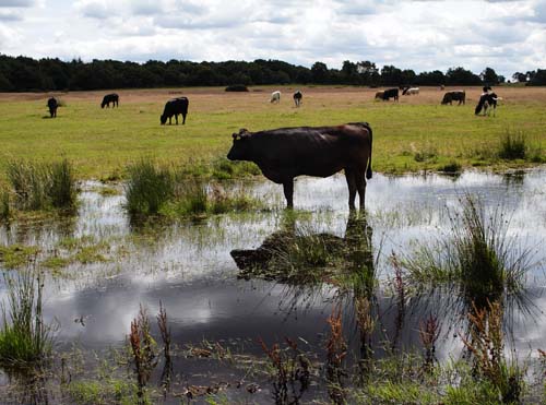 DEFRA grant for West Midlands park